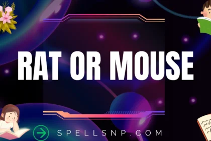 rat or mouse